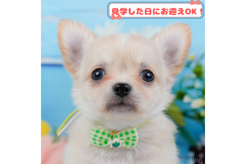 成約済の神奈川県のチワワ(ロングコート)-376061の1枚目